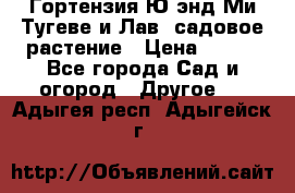 Гортензия Ю энд Ми Тугеве и Лав, садовое растение › Цена ­ 550 - Все города Сад и огород » Другое   . Адыгея респ.,Адыгейск г.